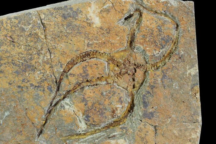 Detailed Ordovician Brittle Star (Ophiura) - Morocco #89219